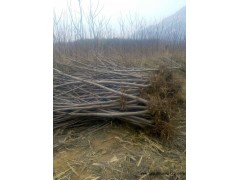 火炬树_火炬树价格_优质火炬树图1