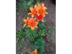 大花萱草/大花萱草专供图1