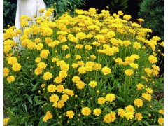 宿根花卉图1