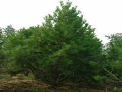 白皮松-白皮松苗白皮松小苗白皮松价格图1