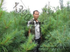 红松_红松价格_优质红松批发图1