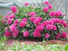 芍药图1