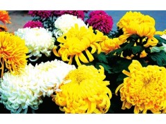 菊花图1