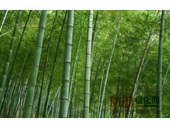 竹子图1