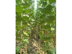 杨树、107、108、中林46、2025专供图2