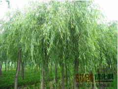金丝垂柳报价，金丝垂柳基地，1-25公分金丝垂柳大甩卖图2