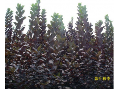 紫叶稠李_紫叶稠李价格_优质紫叶稠李图1