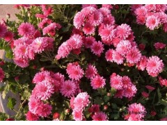 地被菊|地被菊价格|地被菊厂家|地被菊小苗图1