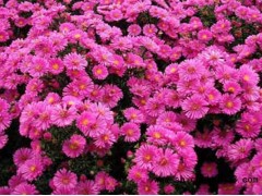 荷兰菊_优质荷兰菊_荷兰菊价格图1