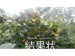 大果榛子树苗,平欧大果榛子苗,大果榛子,杂交榛子,大果榛子图1