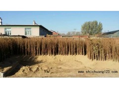 大果榛子树苗,平欧大果榛子苗,大果榛子,杂交榛子,大果榛子图1