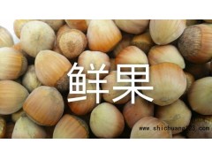 大果榛子树苗,平欧大果榛子苗,大果榛子,杂交榛子,大果榛子图1