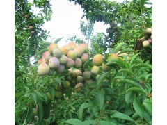 黑龙江李子树苗，黑龙江果树苗、绿化苗、苹果苗、李子苗价格图1