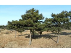 黑皮油松图1