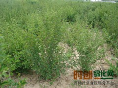 四季丁香_四季丁香价格_优质四季丁香图1
