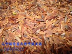 紫丁香种子_紫丁香种子价格_优质紫丁香图1