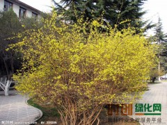 连翘_优质连翘_连翘价格13941578291图1