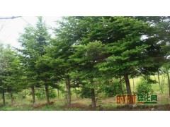冷杉_冷杉价格_优质冷杉图1