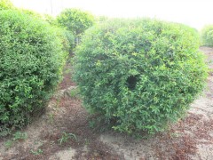 珍珠绣线菊球价格_珍珠绣线菊批发_优质珍珠绣线菊图1