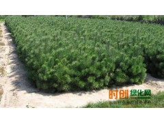樟子松_樟子松价格_优质樟子松图1