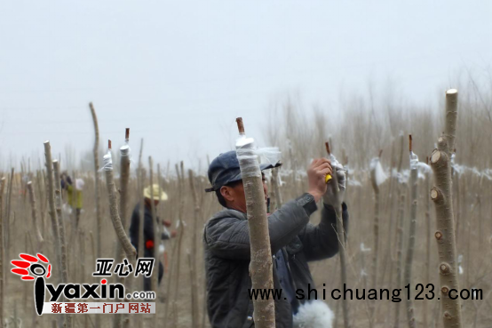图为：陕西苗木嫁接“土专家”闫占平正忙着嫁接苗木。