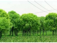 馒头柳|销售馒头柳|馒头柳价格图1