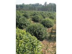 高杆卫矛球_高杆卫矛球供应_河南百松园景观工程有限公司图1