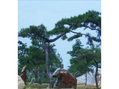 迎客松/平顶松/造型松首选百松园:13851062717图1