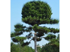 造型油松基地//造型油松种植园林-13851062717图1