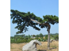 造型油松基地//造型油松种植园林-13851062717图2