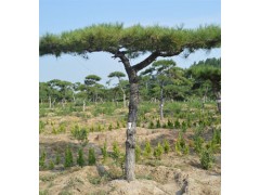 造型黑松 基地出售 根系好 树形美观 景区道路园林绿化树 庭院种植苗图2