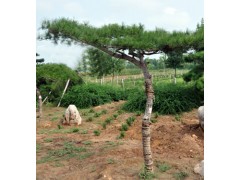 造型黑松 基地出售 根系好 树形美观 景区道路园林绿化树 庭院种植苗图3