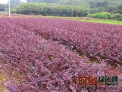 红叶小檗批发，红叶小檗价格，红叶小檗基地图1