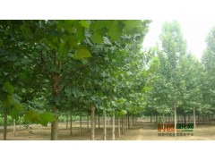 法桐法桐价格，货到付款｜法桐小苗|法桐百科，法桐图图1