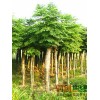 楸树米茎为6-15公分大量，栾树米茎为5-至12公分大量