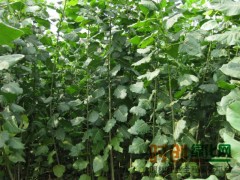 速生杨图2