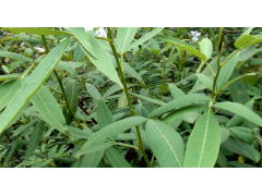 花椒树苗价格,花椒树苗多少钱一棵|果树小苗|绿化苗木图2