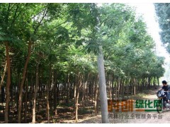 香花槐价格，香花槐基地，香花槐基地直销－香花槐价格图1