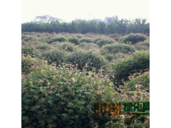 三角枫球_三角枫球价格_优质三角枫球图1