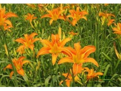 大花萱草/大花萱草专供图1
