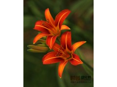 大花萱草/大花萱草专供图1