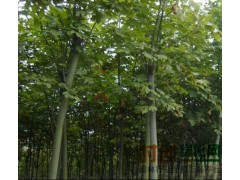 梧桐_梧桐价格_优质梧桐图1