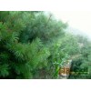 华山松图片_华山松价格_优质华山松