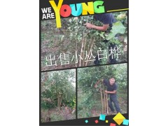 出售小丛白桦,哈尔滨价格优惠大量供应图1