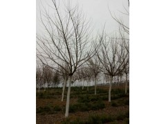 西安五角枫，五角枫图片，五角枫种植基地，五角枫价格图1