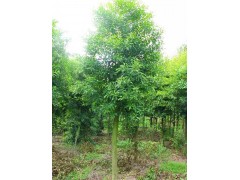 杜英-杜英价格_杜英信息_杜英介绍图1