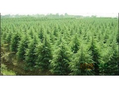 雪松_雪松价格_雪松小苗图1