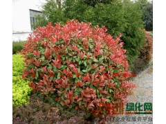 红叶石楠-红叶石楠价格图1