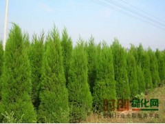 蜀桧_蜀桧价格图1