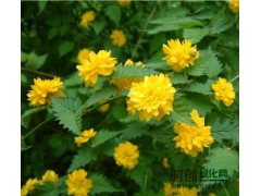 棣棠_热销棣棠_棣棠价格_沭阳棣棠图1